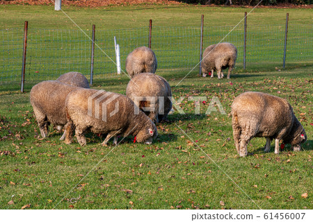 Sapporo Hitsujigaoka Observation Deck Sheep 61456007