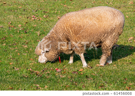 Sapporo Hitsujigaoka Observation Deck Sheep Sapporo Hitsujigaoka Observation Deck Sheep 61456008