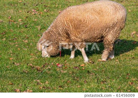 Sapporo Hitsujigaoka Observation Deck Sheep 61456009