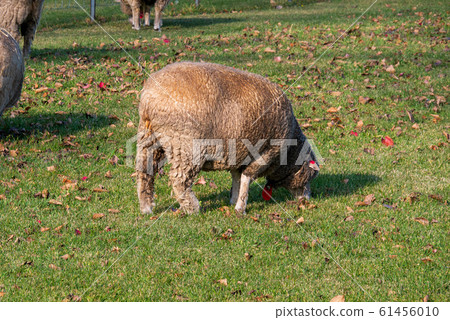 Sapporo Hitsujigaoka Observation Deck Sheep 61456010