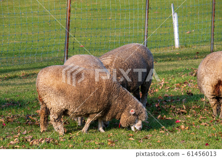 Sapporo Hitsujigaoka Observation Deck Sheep 61456013
