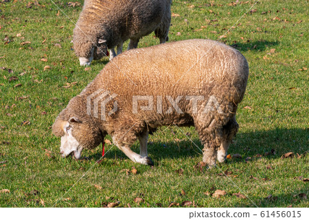 Sapporo Hitsujigaoka Observation Deck Sheep 61456015