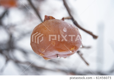 Midwinter persimmon tree Midwinter persimmon tree 61456073