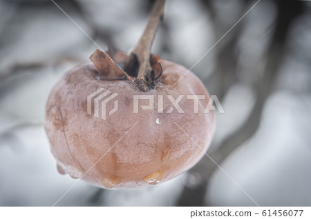 仲冬柿樹 仲冬柿樹 61456077