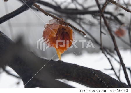 成熟的柿子 成熟的柿子 61456080