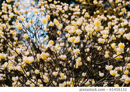 Mitumata花 61456132