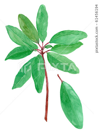 Daphniphyllum macropodum 61456194