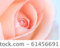 Pink rose flower close up for background and soft 61456691