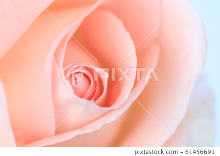 Pink rose flower close up for background and soft 61456691