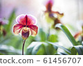 Closeup pink Paphiopedilum orchid in the garden. 61456707