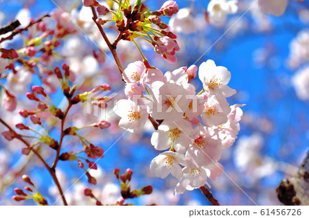 大池公園裡盛開的櫻花 61456726