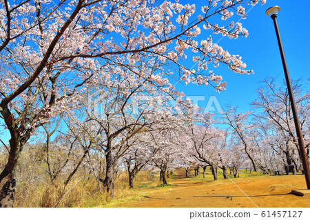 大池公園裡盛開的櫻花 大池公園裡盛開的櫻花 61457127