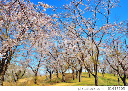 大池公園裡盛開的櫻花 大池公園裡盛開的櫻花 61457205