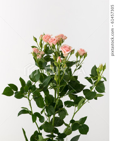 flowers on white background 61457305