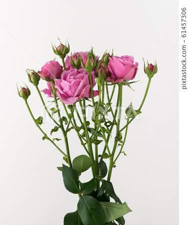 flowers on white background flowers on white background 61457306