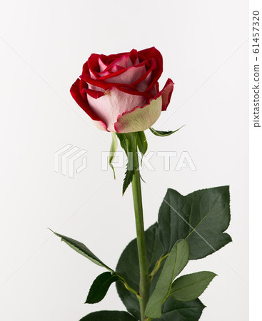flowers on white background 61457320
