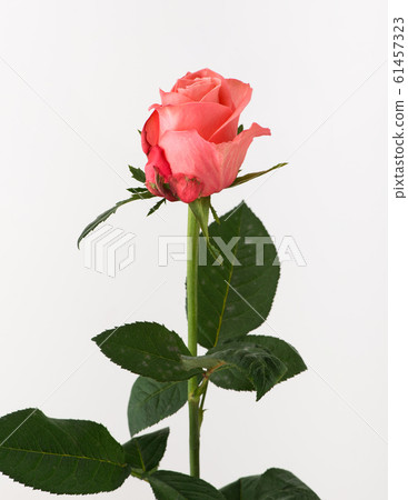 flowers on white background flowers on white background 61457323