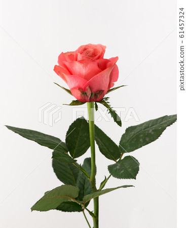 flowers on white background flowers on white background 61457324