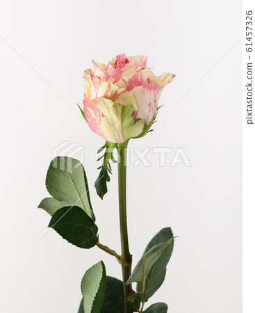 flowers on white background flowers on white background 61457326
