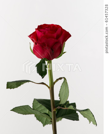 flowers on white background flowers on white background 61457328