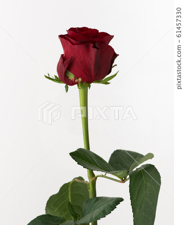 flowers on white background flowers on white background 61457330