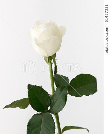 flowers on white background 61457331