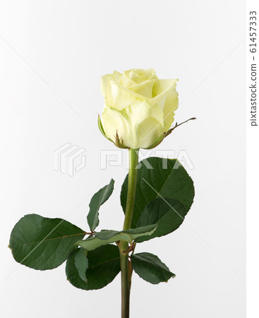 flowers on white background flowers on white background 61457333