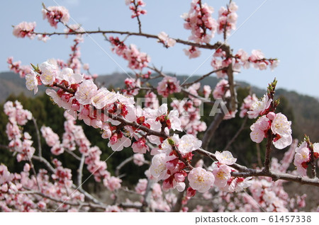 春天來了 春天來了 61457338