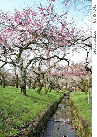 Plum garden Plum garden 61457342
