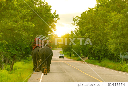 Elephant mahout with two elephants and dog walking 61457354