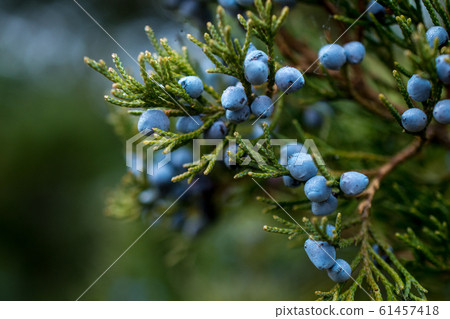 Bunch of juniper berries on a green branch in autumn 61457418