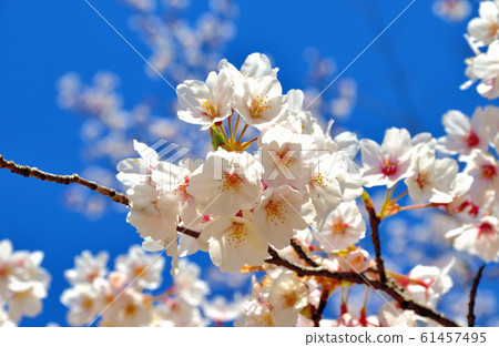 大池公園裡盛開的櫻花 61457495