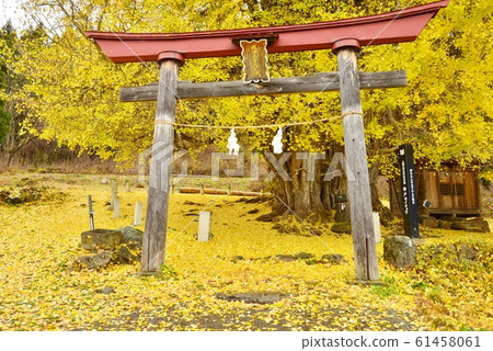 Great ginkgo in Kobe 61458061