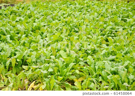 Green vegetable field 61458064