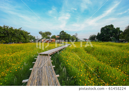 Meadow, Summer, Europe, Germany, Hesse -thailand Meadow, Summer, Europe, Germany, Hesse -thailand 61458224