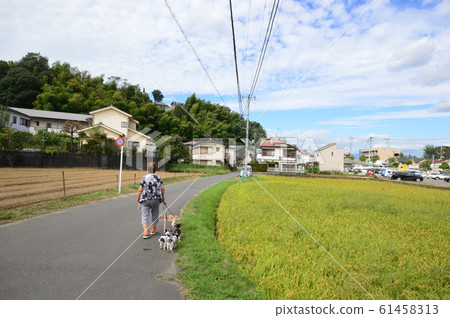 Autumn rice fields look like this Hachioji Autumn rice fields look like this Hachioji 61458313