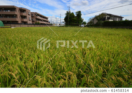 Autumn rice fields look like this Hachioji 61458314
