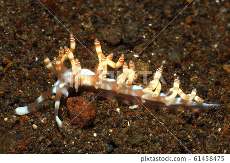 Nudibranch, Samla bilas Nudibranch, Samla bilas 61458475