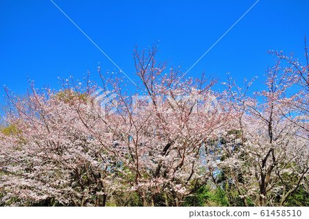大池公園裡盛開的櫻花 大池公園裡盛開的櫻花 61458510