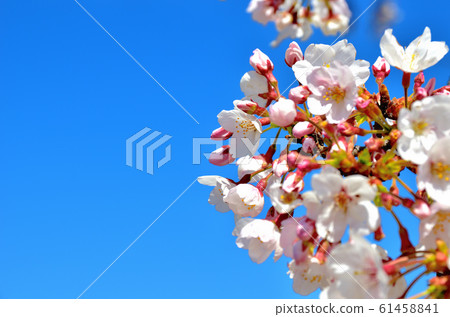 Cherry blossoms in full bloom in Oike Park 61458841
