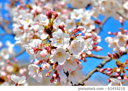 大池公園裡盛開的櫻花 61459218