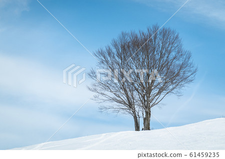 自然景觀(冬季圖像) 自然景觀(冬季圖像) 61459235
