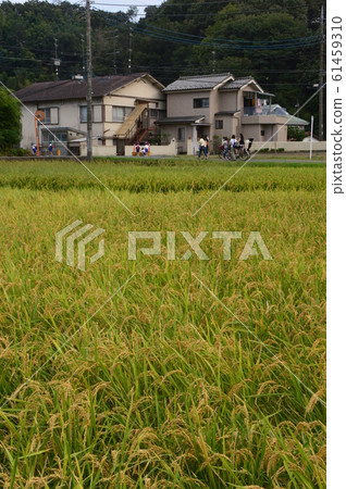 東京郊區稻田裡的秋天看起來像這樣 61459310