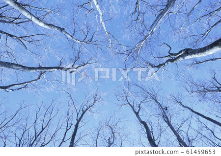 Sky I looked up at beech forest 61459653