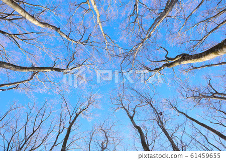 Sky I looked up at beech forest 61459655