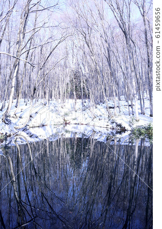 Beech trees reflected on the water surface 61459656