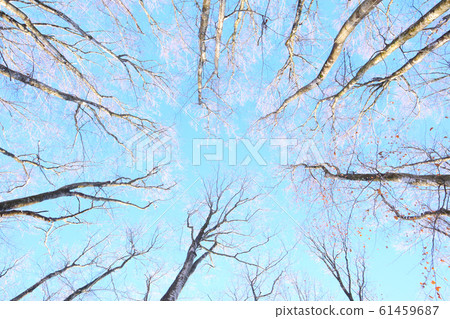 Sky I looked up at beech forest 61459687