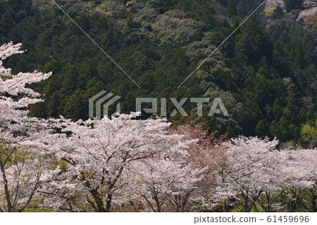 Cherry blossoms in Yamazato Cherry blossoms in Yamazato 61459696