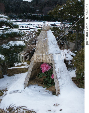 A cold peony 61460065