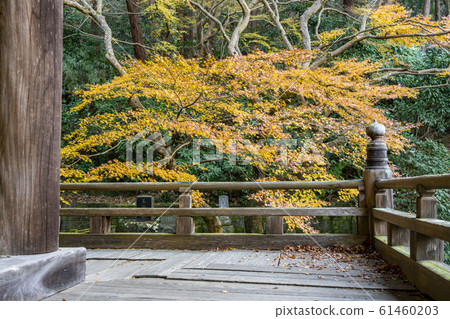 [Kanagawa Prefecture] Kamakura Myohonji autumn leaves 61460203